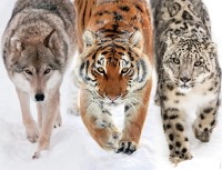 into-the-wild-jigsaw-puzzle-2000-pieces.97768-1.fs.jpg