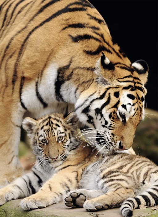 moment-of-tenderness-jigsaw-puzzle-500-pieces_75108-1_fs.jpg