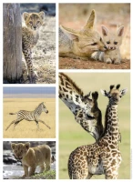 wild-animals-babies-jigsaw-puzzle-500-pieces_62519-1_fs.jpg
