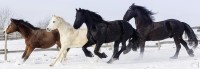 horses-jigsaw-puzzle-500-pieces_57462-1_fs.jpg