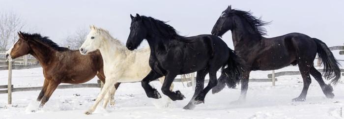 horses-jigsaw-puzzle-500-pieces_57462-1_fs.jpg