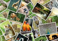 promenade-au-zoo-jigsaw-puzzle-500-pieces.98392-1.fs.jpg