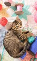 the-cat-and-his-pelotes-jigsaw-puzzle-300-pieces.98538-1.fs.jpg