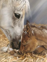 xxl-pieces-gift-of-nature-jigsaw-puzzle-500-pieces.98486-1.fs.jpg