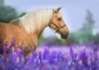 bluebird-puzzle-cheval-dans-un-champ-de-lupin-jigsaw-puzzle-300-pieces.91472-1.fs.jpg