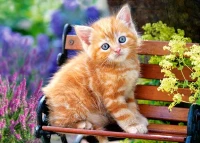 018178.webp.webp