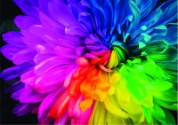 rainbow-flower-jigsaw-puzzle-1000-pieces.92172-1.fs.jpg