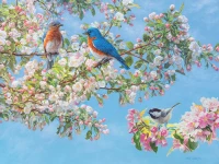 48029-Blossom-Festival--rgb_900x675.webp