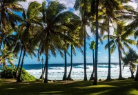 bluebird-puzzle-plage-et-palmiers-la-reunion-france-jigsaw-puzzle-1000-pieces.95348-1.fs.jpg