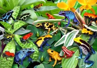 alipson-puzzle-fun-frogs-jigsaw-puzzle-500-pieces.101685-1.fs.jpg