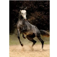 jigsaw-puzzle-1000-pieces-horses-spotted-horse_8985-1.jpg