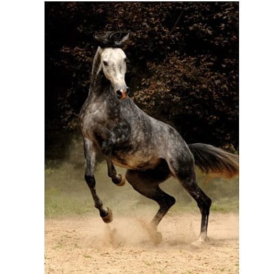 jigsaw-puzzle-1000-pieces-horses-spotted-horse_8985-1.jpg