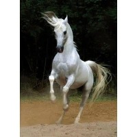 jigsaw-puzzle-1000-pieces-horses-white-horse_8984-1.jpg