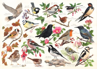 House of Puzzles 1000 Birds In My Garden
