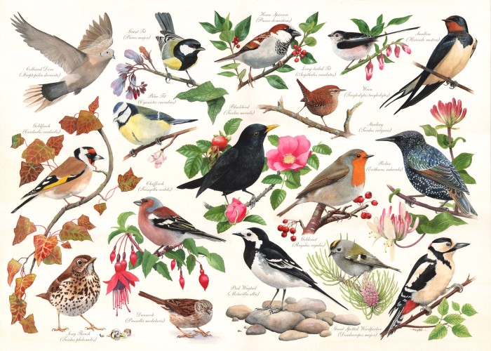 hop-house-of-puzzles-birds-in-my-garden-jigsaw-puzzle-1000-pieces.65177-1.fs.jpg