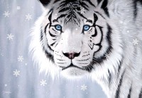 perre-anatolian-crystal-eyes-jigsaw-puzzle-500-pieces.82698-1.fs.jpg