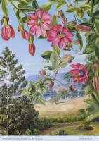 adult-jigsaw-puzzle-kew-marianne-north-view-in-the-brisbane-botanic-garden-500-pieces-isbn-9781839644344.99.0.jpg