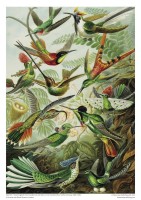 adult-sustainable-jigsaw-puzzle-v&a-hummingbirds-isbn-9781804176269.3.0.jpg