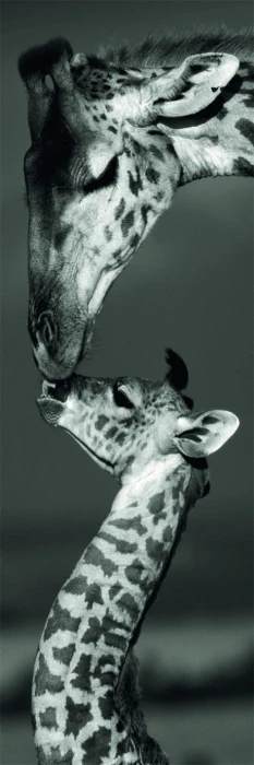 giraffes-jigsaw-puzzle-1000-pieces_62985-1_fs.jpg
