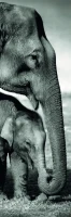 elephants-jigsaw-puzzle-1000-pieces_62984-1_fs.jpg