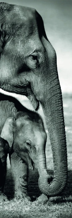 elephants-jigsaw-puzzle-1000-pieces_62984-1_fs.jpg