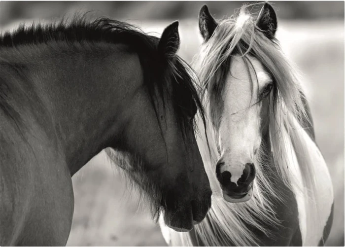 black-and-white-horses-jigsaw-puzzle-1000-pieces_62965-1_fs.jpg