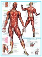 systeme-musculaire-puzzle-1000-pieces_42330-1_fs.jpg