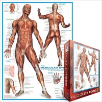 systeme-musculaire-puzzle-1000-pieces_42330-2_fs.jpg