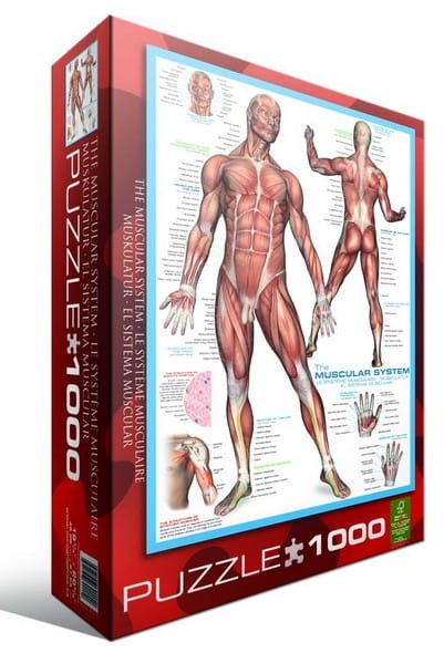 systeme-musculaire-puzzle-1000-pieces_42330-3_fs.jpg