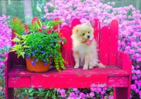 bluebird-puzzle-puppy-in-the-colorful-garden-jigsaw-puzzle-500-pieces_63810-1_fs.jpg