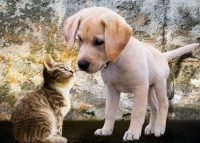 bluebird-puzzle-kitten-and-puppy-jigsaw-puzzle-500-pieces.92326-1.fs.jpg