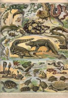 illustration-from-the-nouveau-larousse-illustre-reptiles-1897-1904-jigsaw-puzzle-1000-pieces.103358-1.fs.jpg