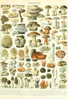 larousse-illustration-mushrooms-19th-century-jigsaw-puzzle-1000-pieces.103359-1.fs.jpg