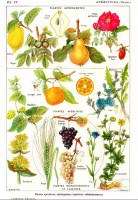 illustration-from-the-larousse-medical-illustre-astringent-and-aperitive-plants-1912-jigsaw-puzzle-1000-pieces.103360-1.fs.jpg