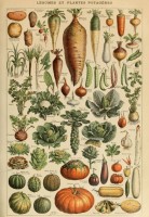 illustration-from-the-larousse-pour-tous-vegetables-and-vegetable-plants-19th-century-jigsaw-puzzle-1000-pieces.103361-1.fs.jpg