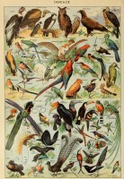 illustration-from-the-larousse-pour-tous-birds-19th-century-jigsaw-puzzle-1000-pieces.103362-1.fs.jpg