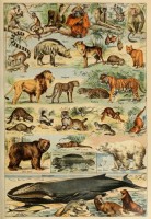 illustration-from-the-larousse-pour-tous-mammals-19th-century-jigsaw-puzzle-1000-pieces.103363-1.fs.jpg