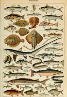 illustration-from-the-larousse-pour-tous-fish-19th-century-jigsaw-puzzle-1000-pieces.103366-1.fs.jpg