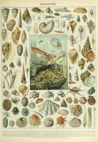 illustration-from-the-nouveau-larousse-illustre-molluscs-19th-century-jigsaw-puzzle-1000-pieces.103367-1.fs.jpg