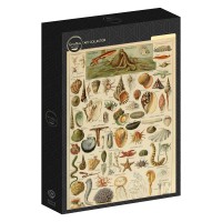 illustration-from-the-larousse-pour-tous-molluscs-19th-century-jigsaw-puzzle-1000-pieces.103368-2.fs.jpg