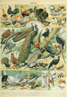 illustration-from-the-nouveau-larousse-illustre-birds-19th-century-jigsaw-puzzle-1000-pieces.103369-1.fs.jpg