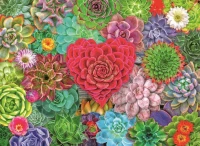 puzzle-sukulentni-raj-500-dilku.jpg