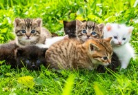 alipson-puzzle-groupe-de-chatons-jigsaw-puzzle-1000-pieces.99164-1.fs.jpg