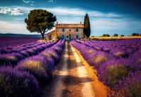 alipson-puzzle-maison-dans-les-champs-de-lavande-jigsaw-puzzle-1000-pieces.99151-1.fs.jpg