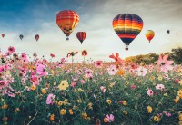 alipson-puzzle-champ-de-montgolfieres-jigsaw-puzzle-1000-pieces.99168-1.fs.jpg