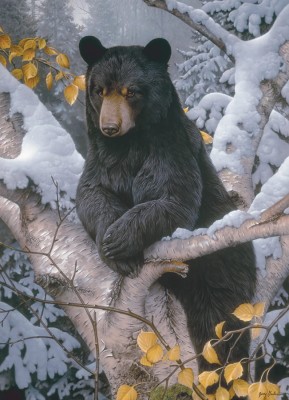 Cobble Hill 1000 - Black Bear