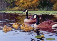 cobble-hill-outset-media-platts-pond-jigsaw-puzzle-1000-pieces_77123-1_fs.jpg