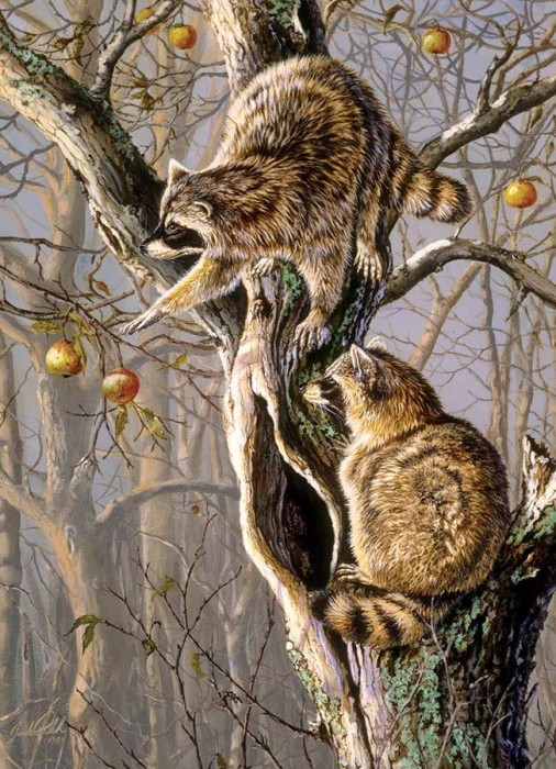 cobble-hill-outset-media-ringtail-raiders-jigsaw-puzzle-1000-pieces_77130-1_fs.jpg