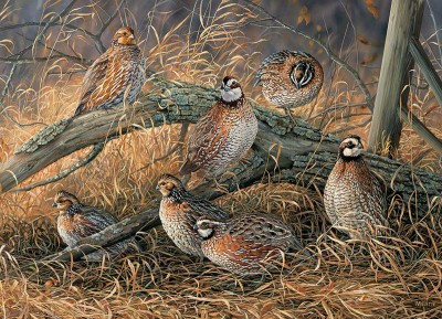 Cobble Hill 1000 - Quail