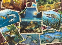 cobble-hill-outset-media-fish-pics-jigsaw-puzzle-1000-pieces_77143-1_fs.jpg